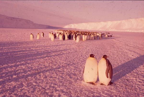 Emperor penguins Emperor penguins