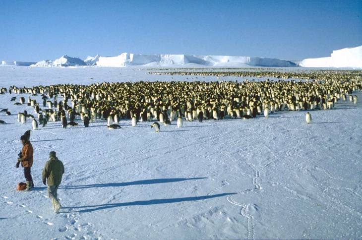 Emperor penguin rookery Emperor penguin rookery